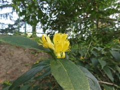 Lonicera ferdinandi
