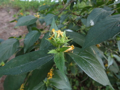 Lonicera ferdinandi