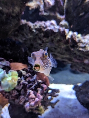 Canthigaster petersii