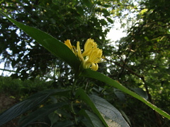 Lonicera ferdinandi