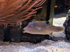 Canthigaster petersii