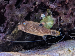 Canthigaster petersii
