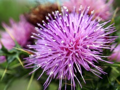 Cirsium japonicum australe