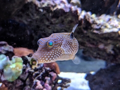 Canthigaster petersii