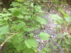 Ribes divaricatum