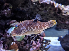 Canthigaster petersii