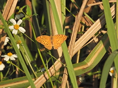 Phalanta