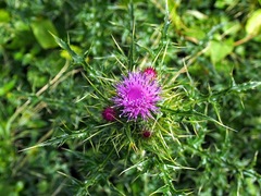 Cirsium japonicum australe