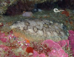 Zeugopterus punctatus