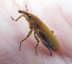 Lixus punctiventris