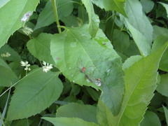 Leiobunum ventricosum