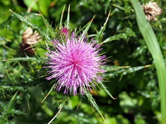 Cirsium japonicum australe