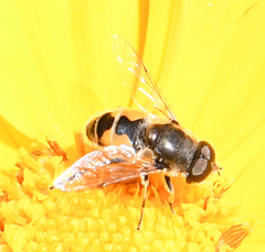 Eristalis arbustorum