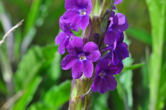 Stachytarpheta angustifolia