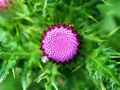 Cirsium japonicum australe