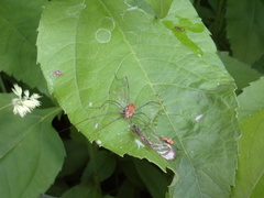 Leiobunum ventricosum