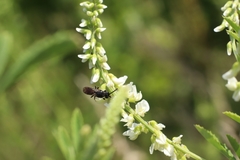 Hylaeus