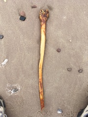 Saccorhiza polyschides