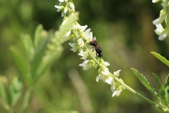Hylaeus