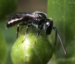 Lasioglossum
