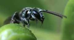Lasioglossum