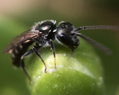 Lasioglossum