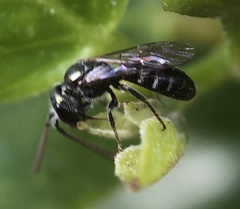 Lasioglossum