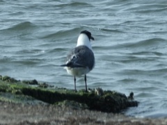 Leucophaeus atricilla megalopterus