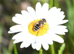 Eristalis arbustorum