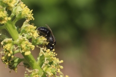 Hylaeus signatus