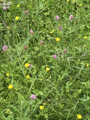 Trifolium pratense