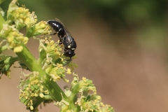 Hylaeus signatus