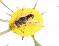 Eristalis arbustorum