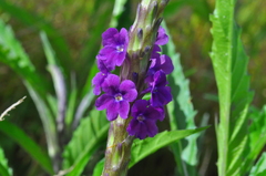 Stachytarpheta angustifolia