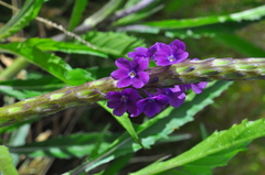 Stachytarpheta angustifolia