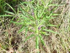 Stachytarpheta angustifolia
