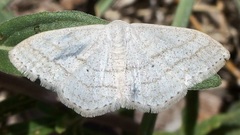 Scopula ancellata