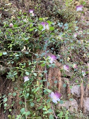 Capparis zoharyi