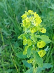 Euphorbia borodinii