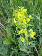Euphorbia borodinii