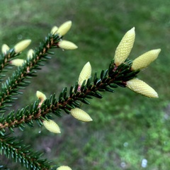 Picea orientalis