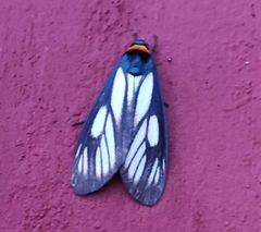 Macrobrochis prasena