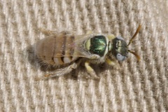 Nomioides minutissimus