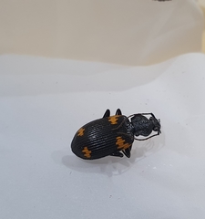 Craspedophorus formosanus