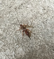 Theronia