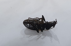 Craspedophorus formosanus