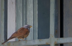 Emberiza sahari
