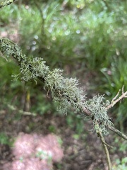 Evernia prunastri