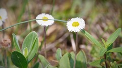Erigeron procumbens