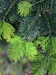 Abies procera